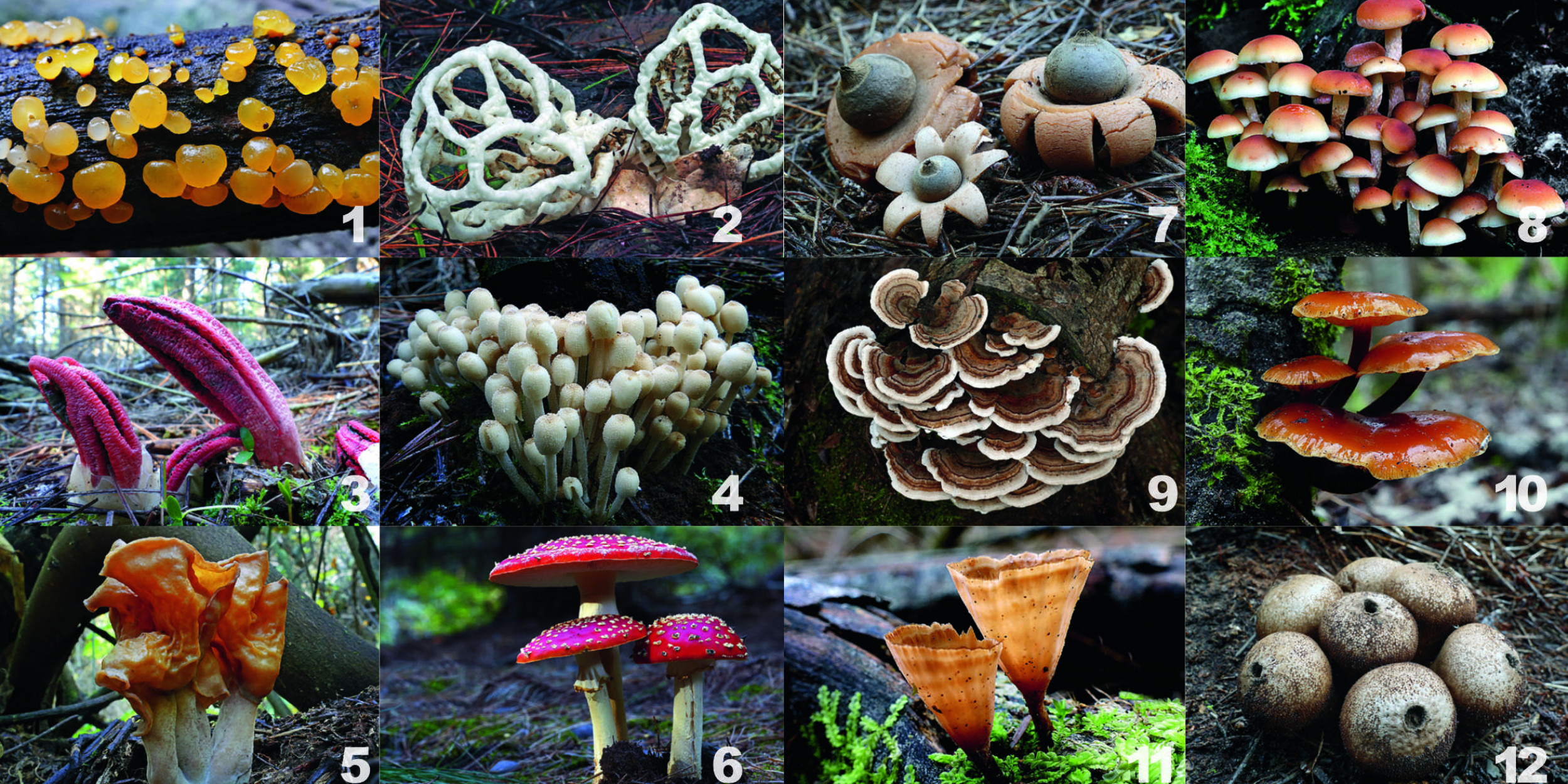 Fungi fun quiz Forest and Bird